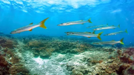 Barracuda appoints new ANZ country manager