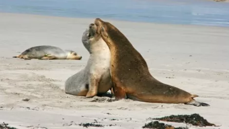 MIMP hops ahead of NBN for Kangaroo Island broadband