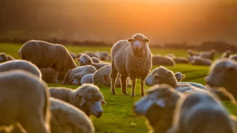 Getting the job done with new software for agricultural sector