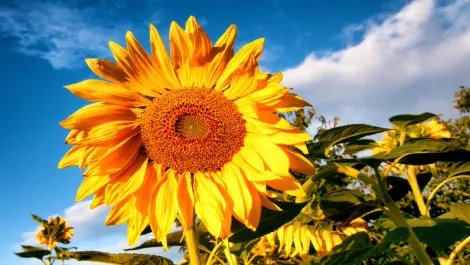 Thinkstockphotos 590066658